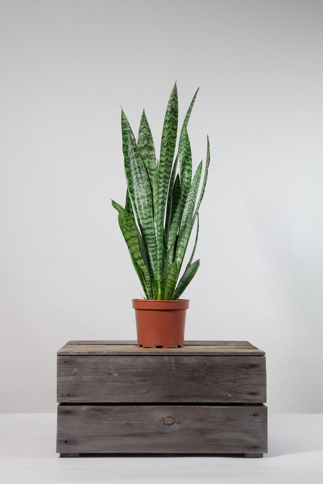 files/IndoorPlants-StudioShots13.11.2023-423.jpg